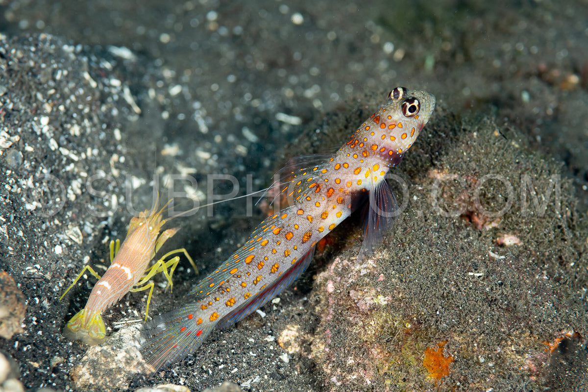 spotted shrimpgoby with commensal shrimp