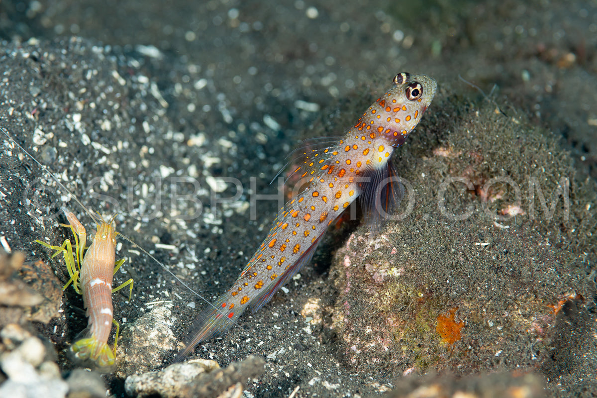 spotted shrimpgoby with commensal shrimp