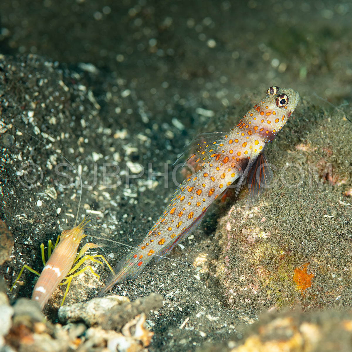 spotted shrimpgoby with commensal shrimp