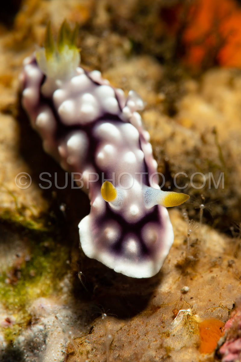 sea slug nudibranch Goniobranchus geometricus