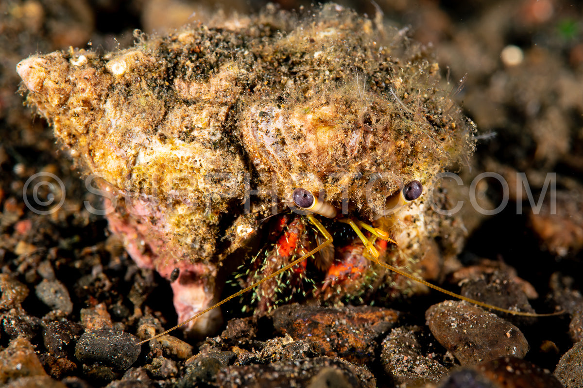 Photo de bernard-l'hermite à genou sombre