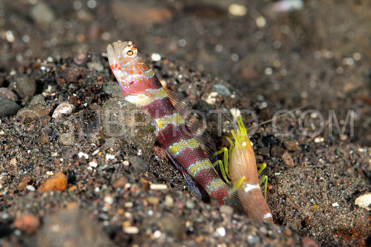 gorgeous shrimpgoby with commensal shrimp