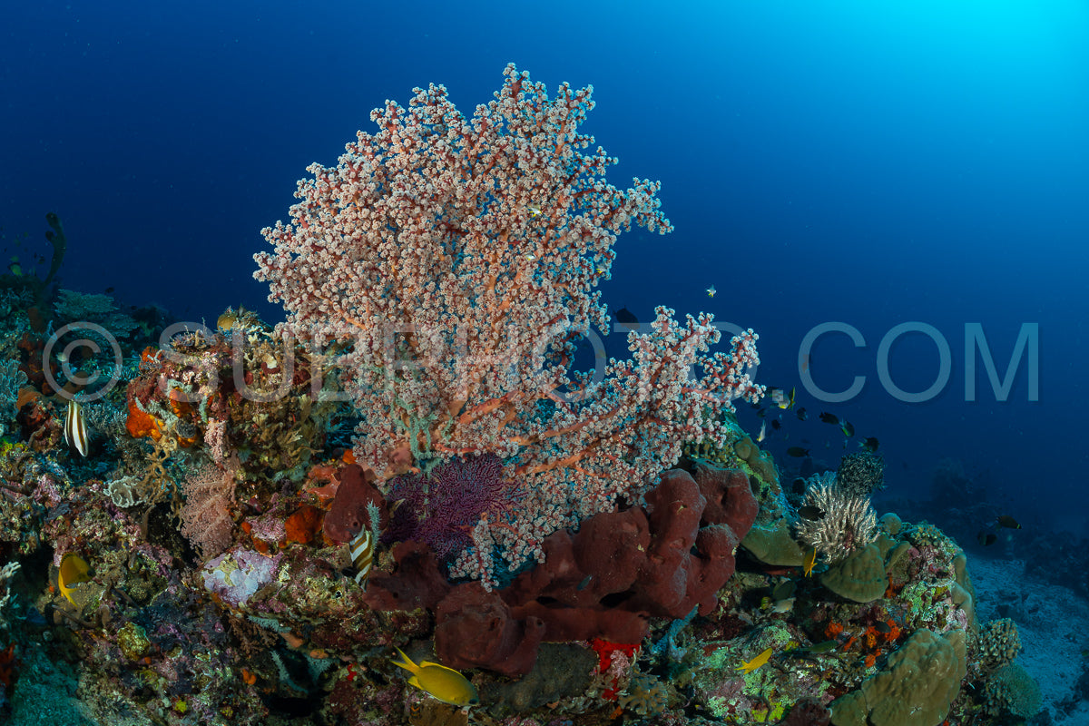 soft and hard coral reef with school of colorful fish