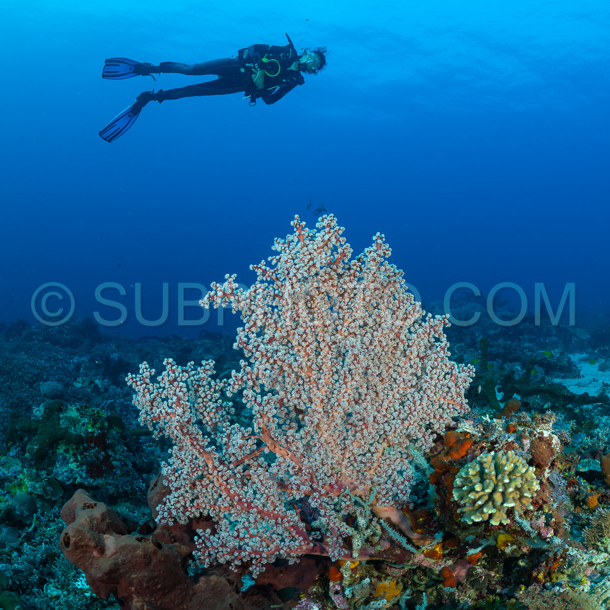woman diver with gorgonian