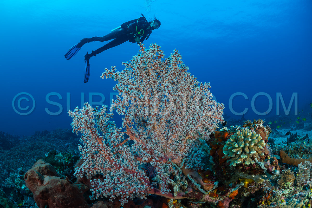 woman diver with gorgonian