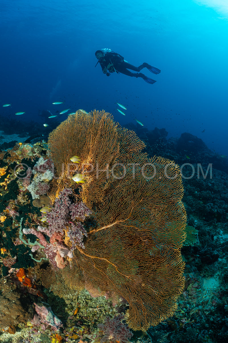 woman diver with gorgonian