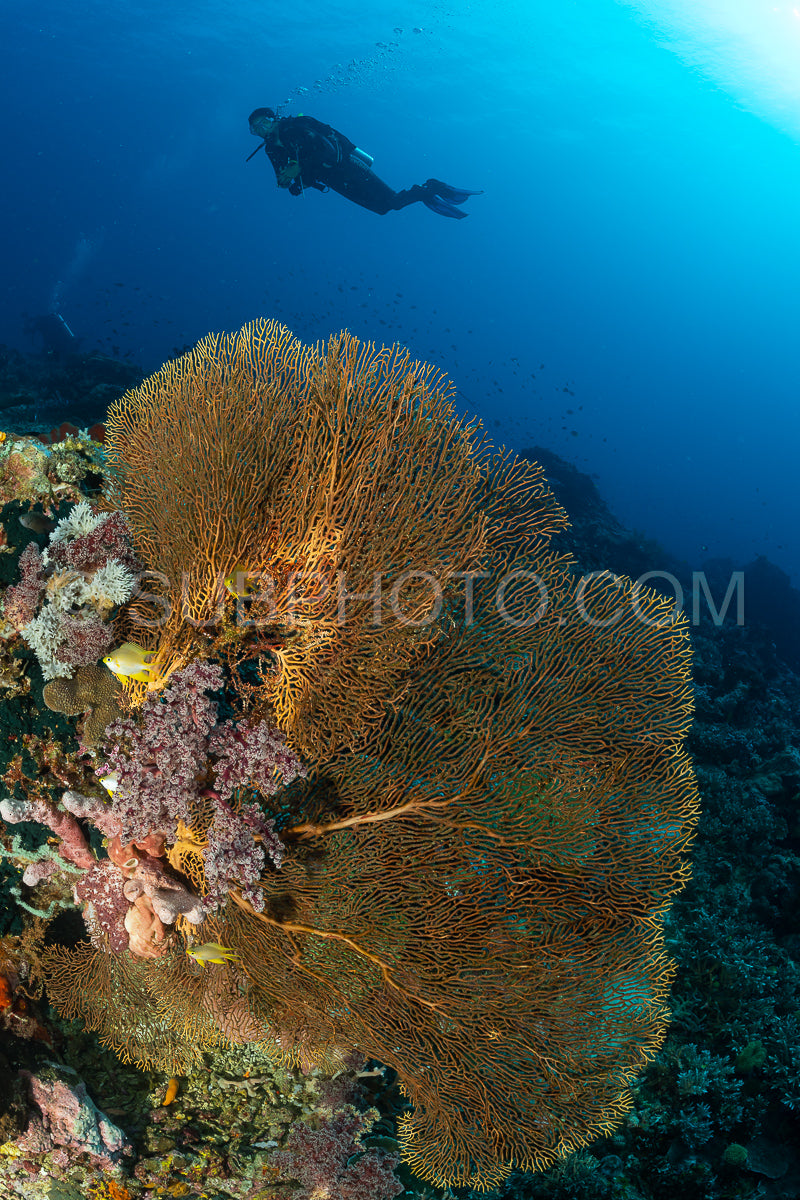 woman diver with gorgonian