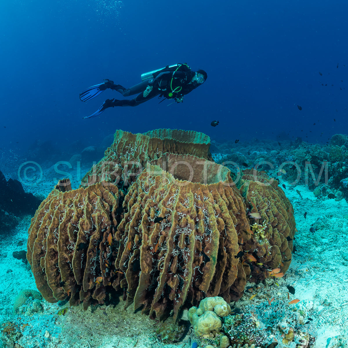 woman diver over a barrel sponge