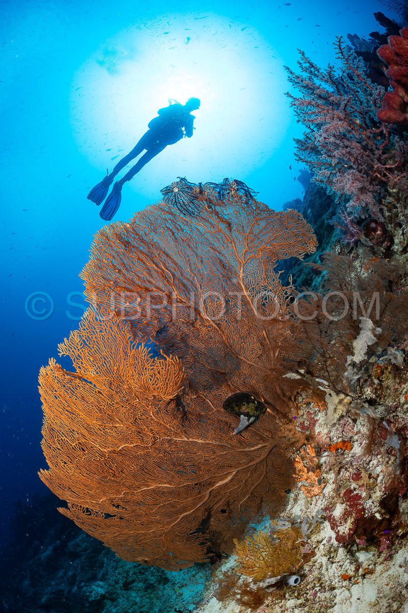 woman diver with gorgonian