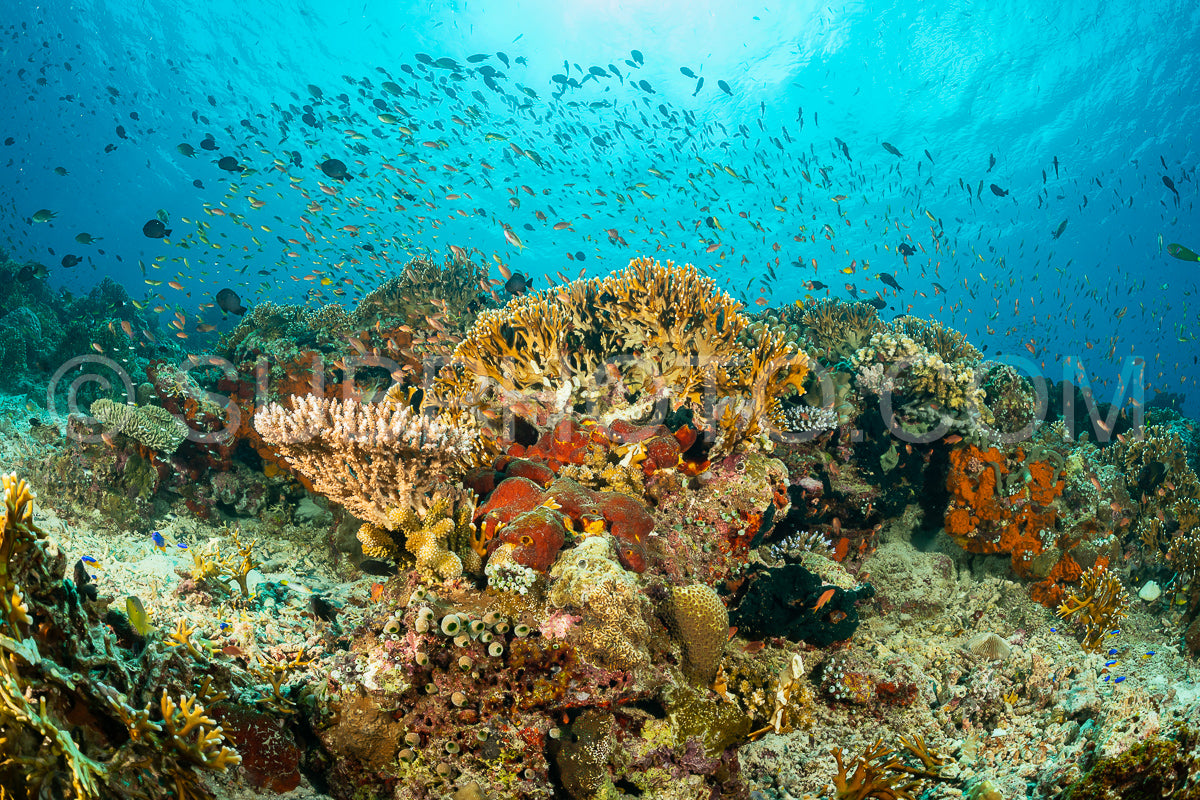 Photo de récif de coraux mous et durs avec un banc de poissons colorés