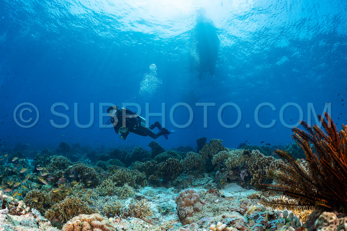 woman diver over a coral reef