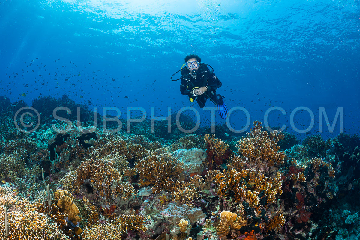 woman diver over a coral reef