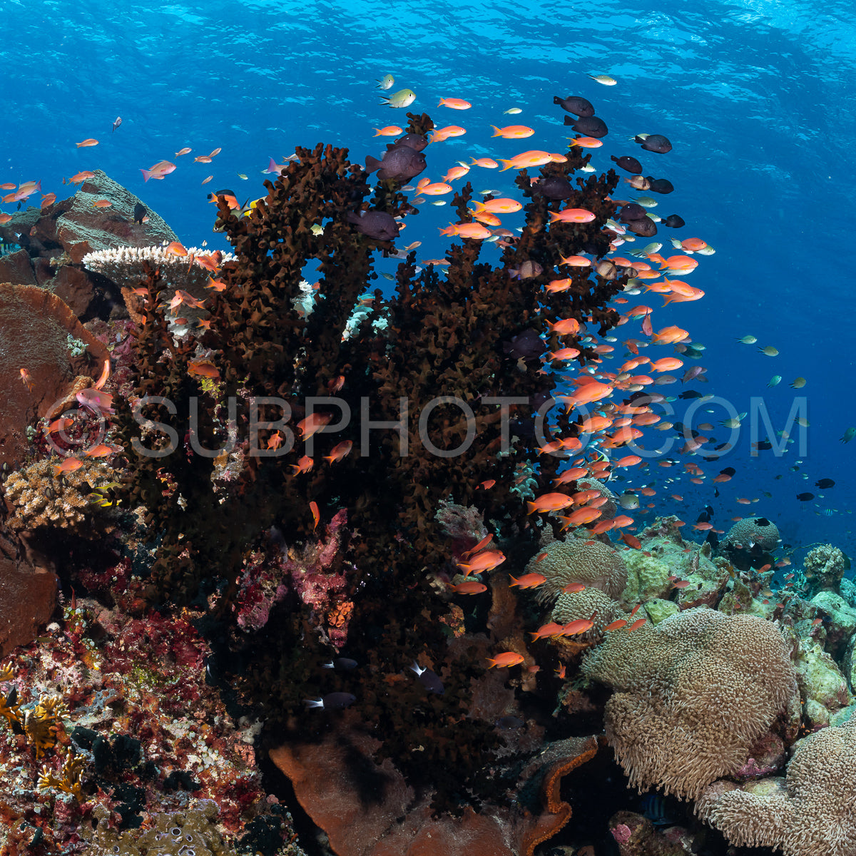 Photo de récif de coraux mous et durs avec un banc de poissons colorés