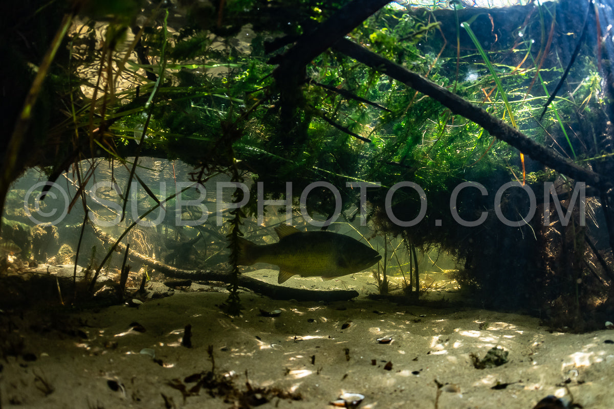 black bass in Biscarosse lake