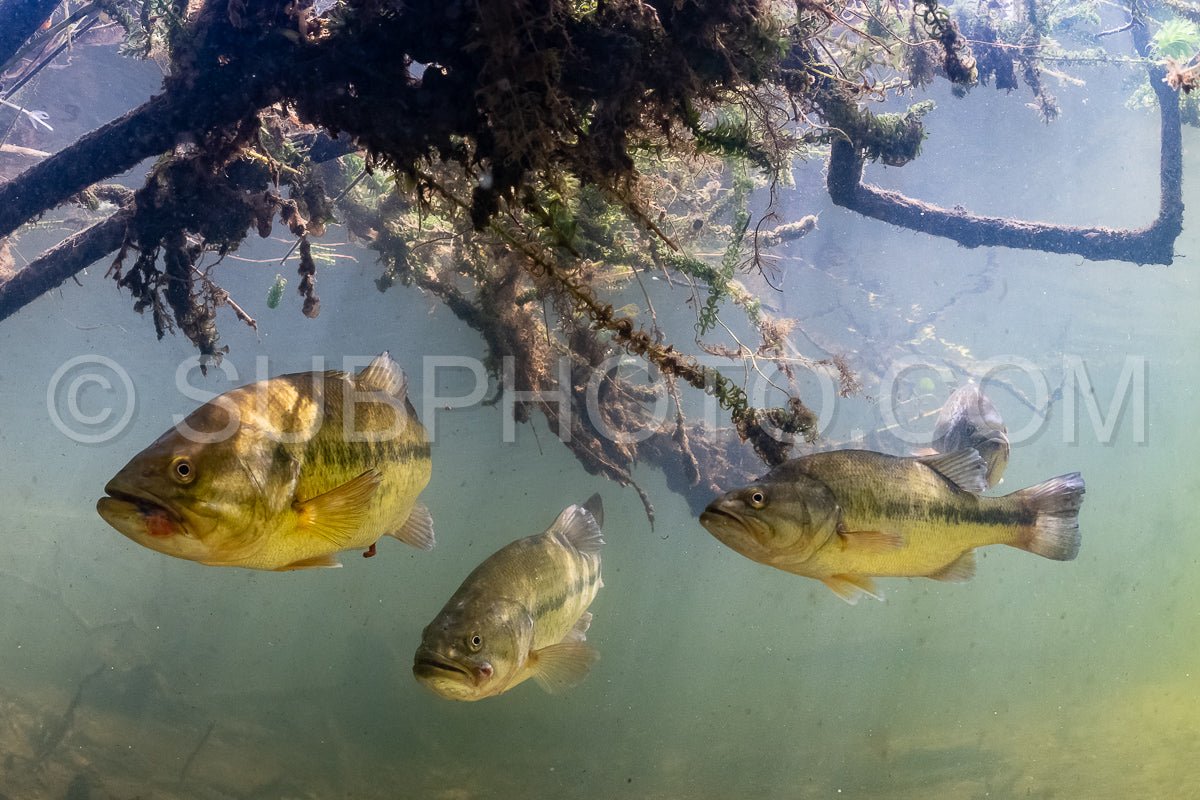Photo de black bass dans le lac de Biscarosse