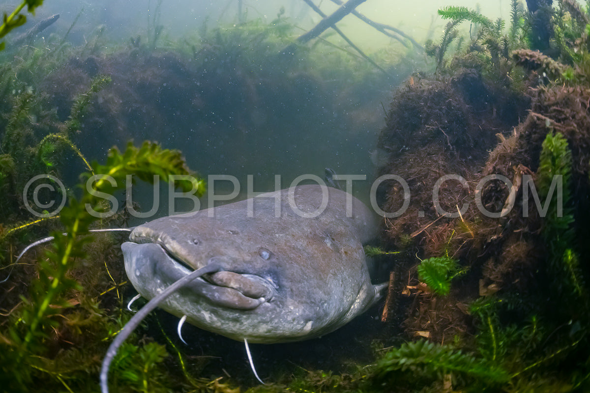 wels catfish