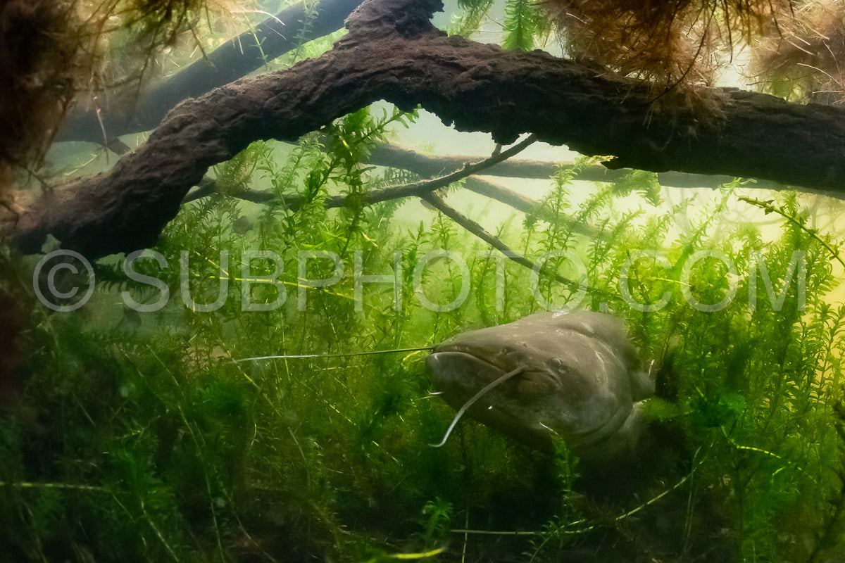 wels catfish