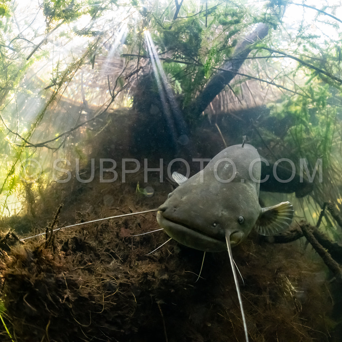 wels catfish