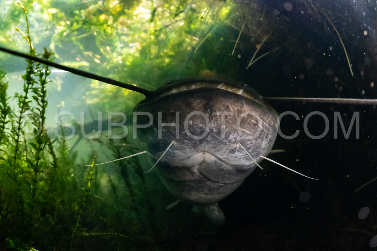 wels catfish