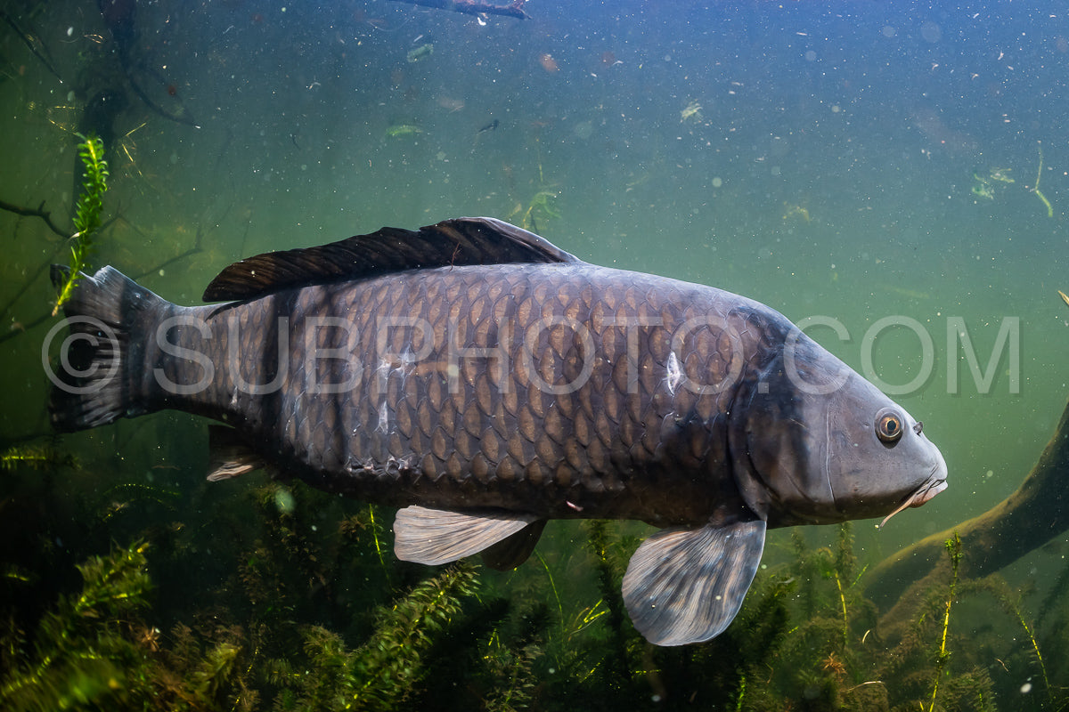 Eurasian carp or European carp widely known as the common carp