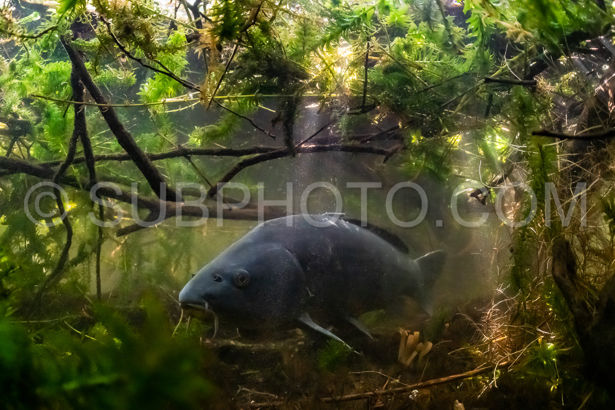 Photo de Carpe eurasienne ou carpe européenne, plus connue sous le nom de carpe commune