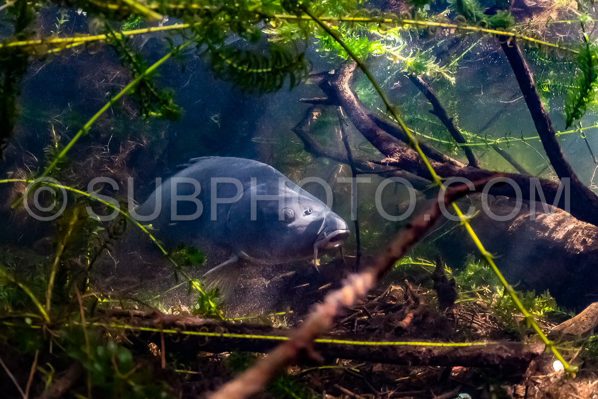 Eurasian carp or European carp widely known as the common carp