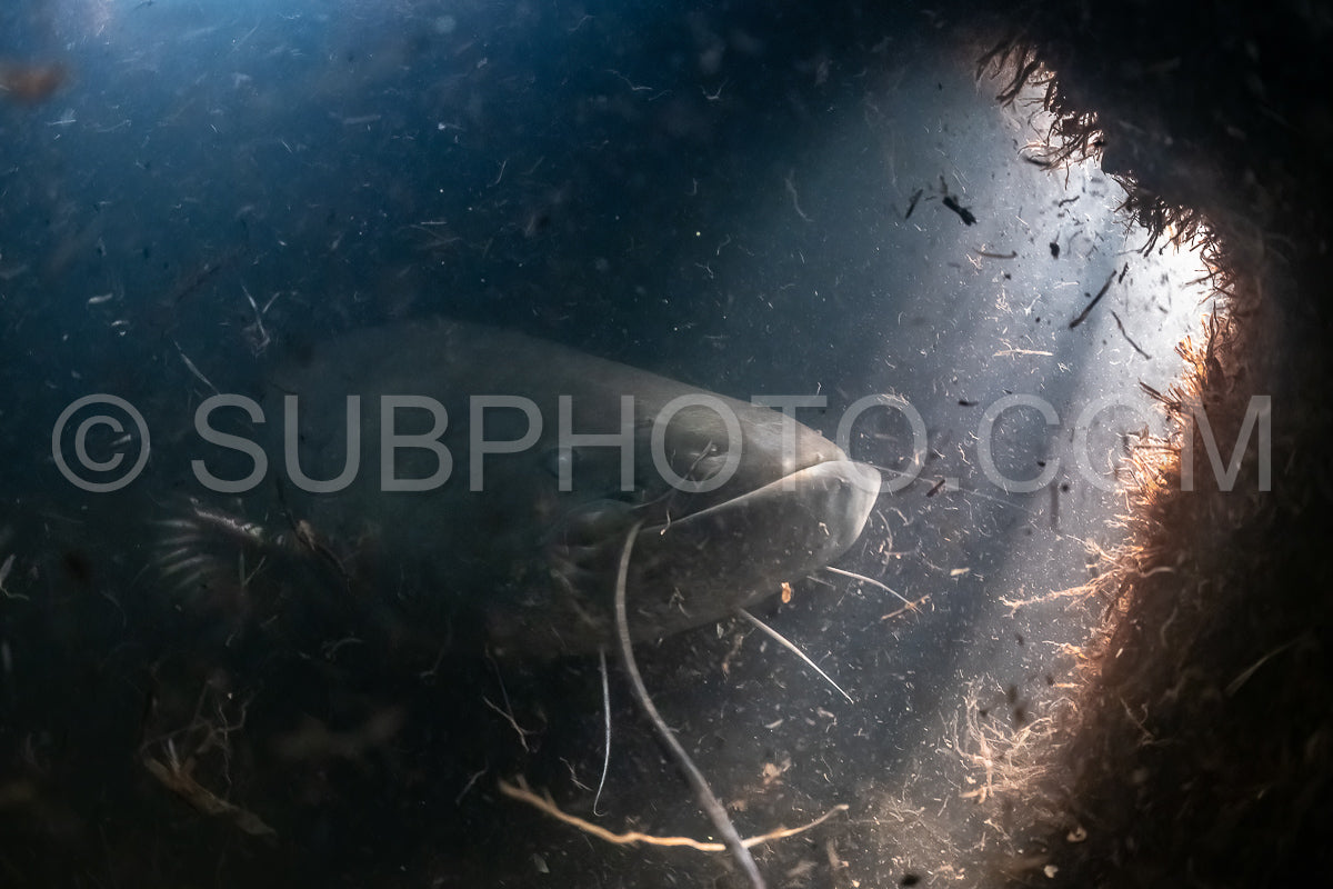 wels catfish