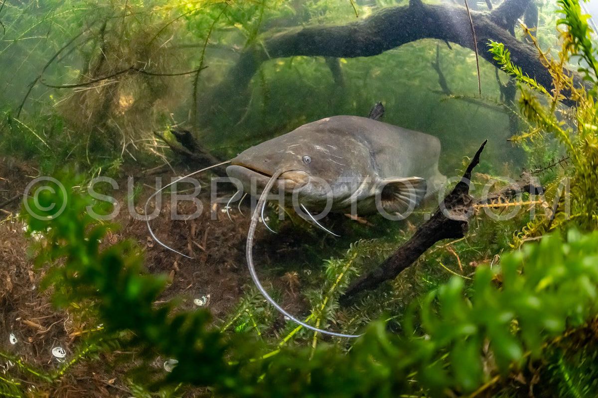 wels catfish
