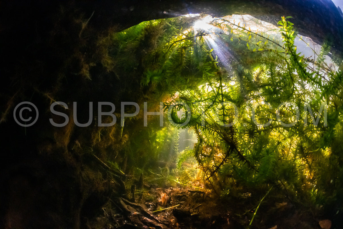 underwater view of a lake shore