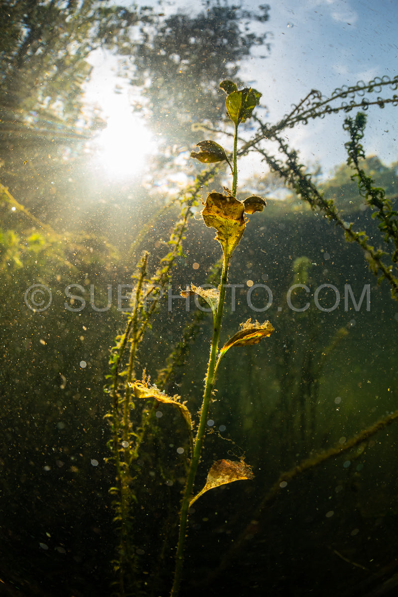 underwater view of a lake shore