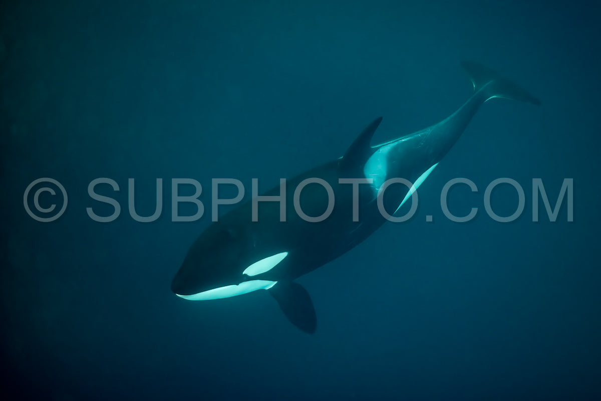 orcas or killer whales in Kvænangen fjord in Norway hunting for herrings