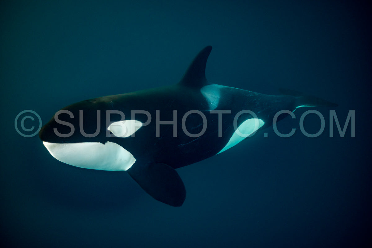 orcas or killer whales in Kvænangen fjord in Norway hunting for herrings