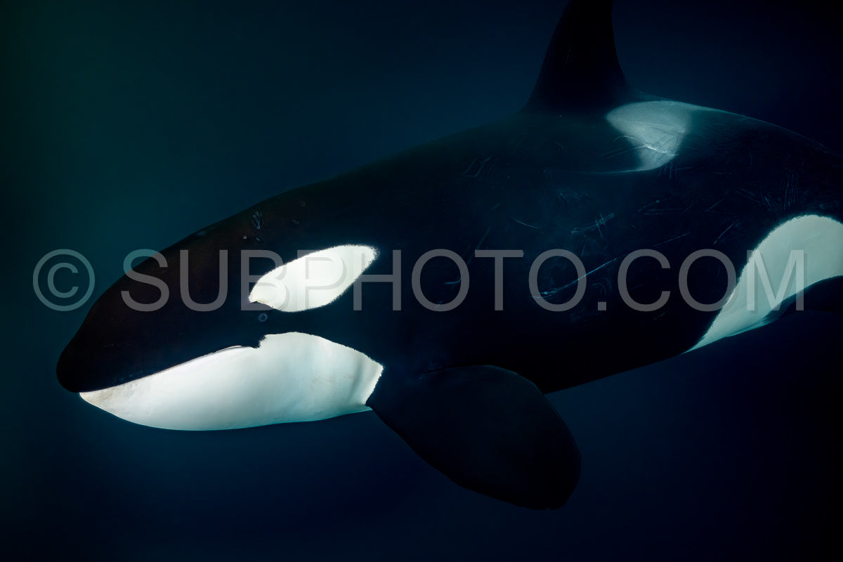 orcas or killer whales in Kvænangen fjord in Norway hunting for herrings