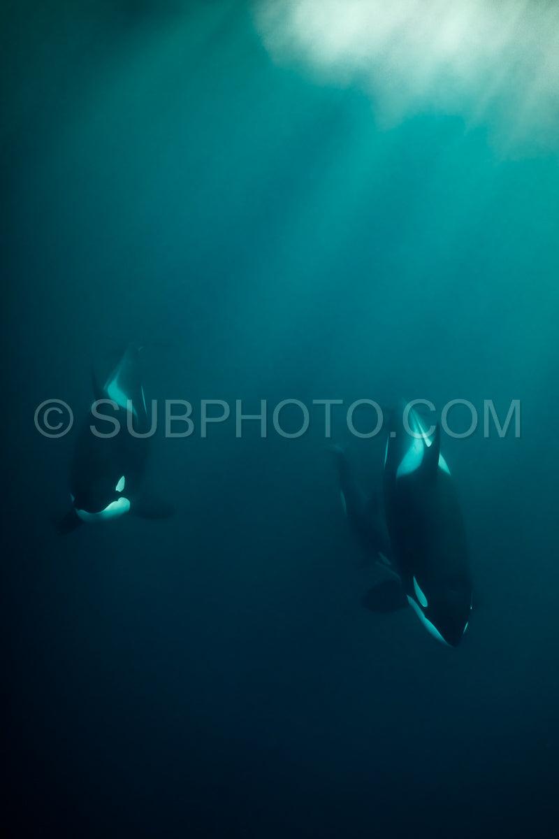 Photo de orques ou épaulards dans le fjord de Kvaenangen en Norvège chassant des harengs
