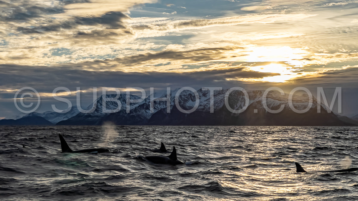orcas or killer whales in Kvænangen fjord in Norway hunting for herrings