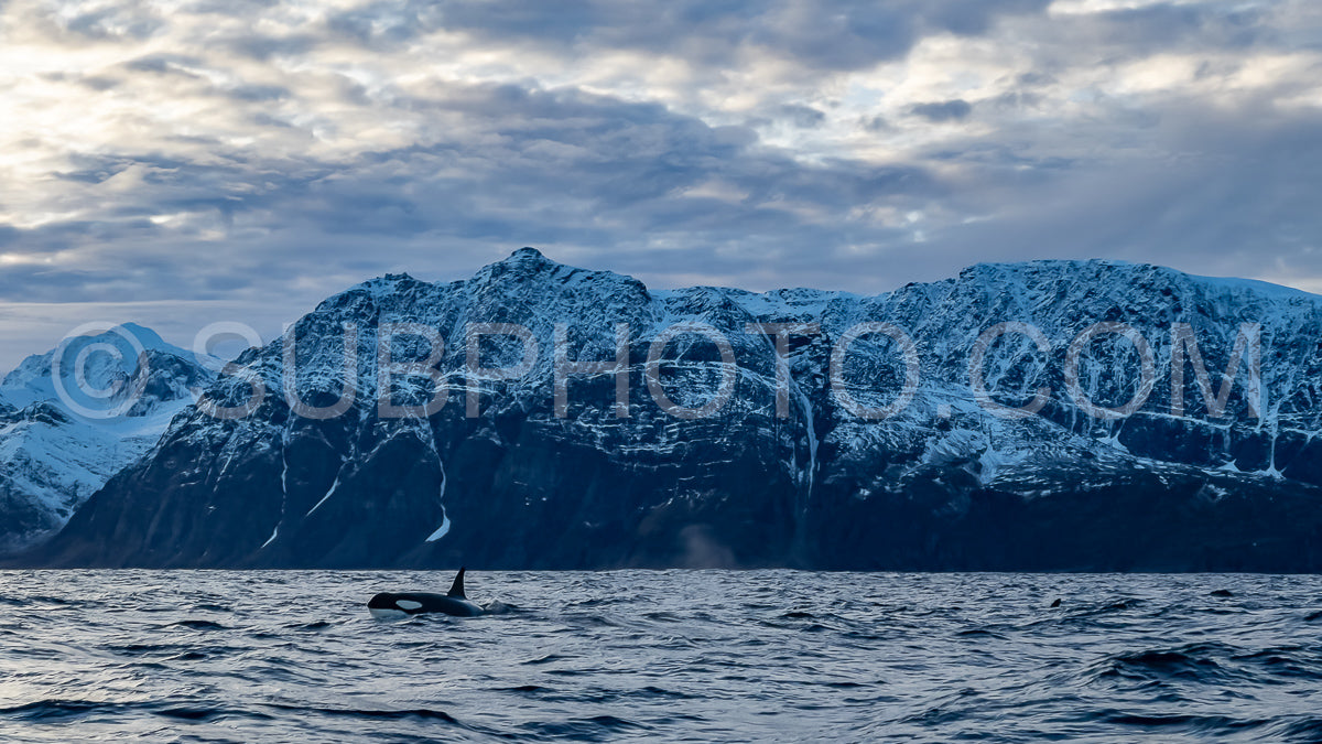 orcas or killer whales in Kvænangen fjord in Norway hunting for herrings