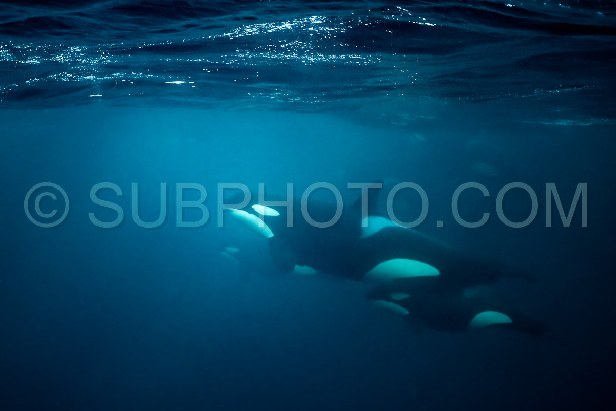 orcas or killer whales in Kvænangen fjord in Norway hunting for herrings