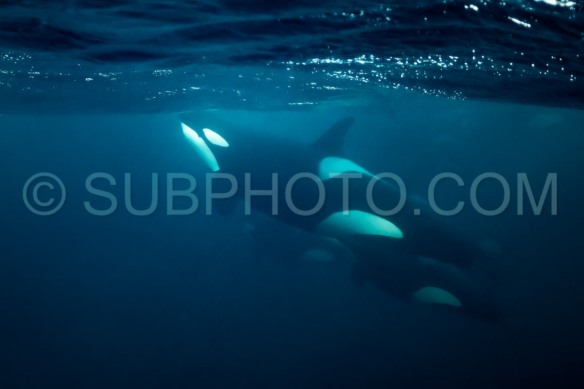 orcas or killer whales in Kvænangen fjord in Norway hunting for herrings