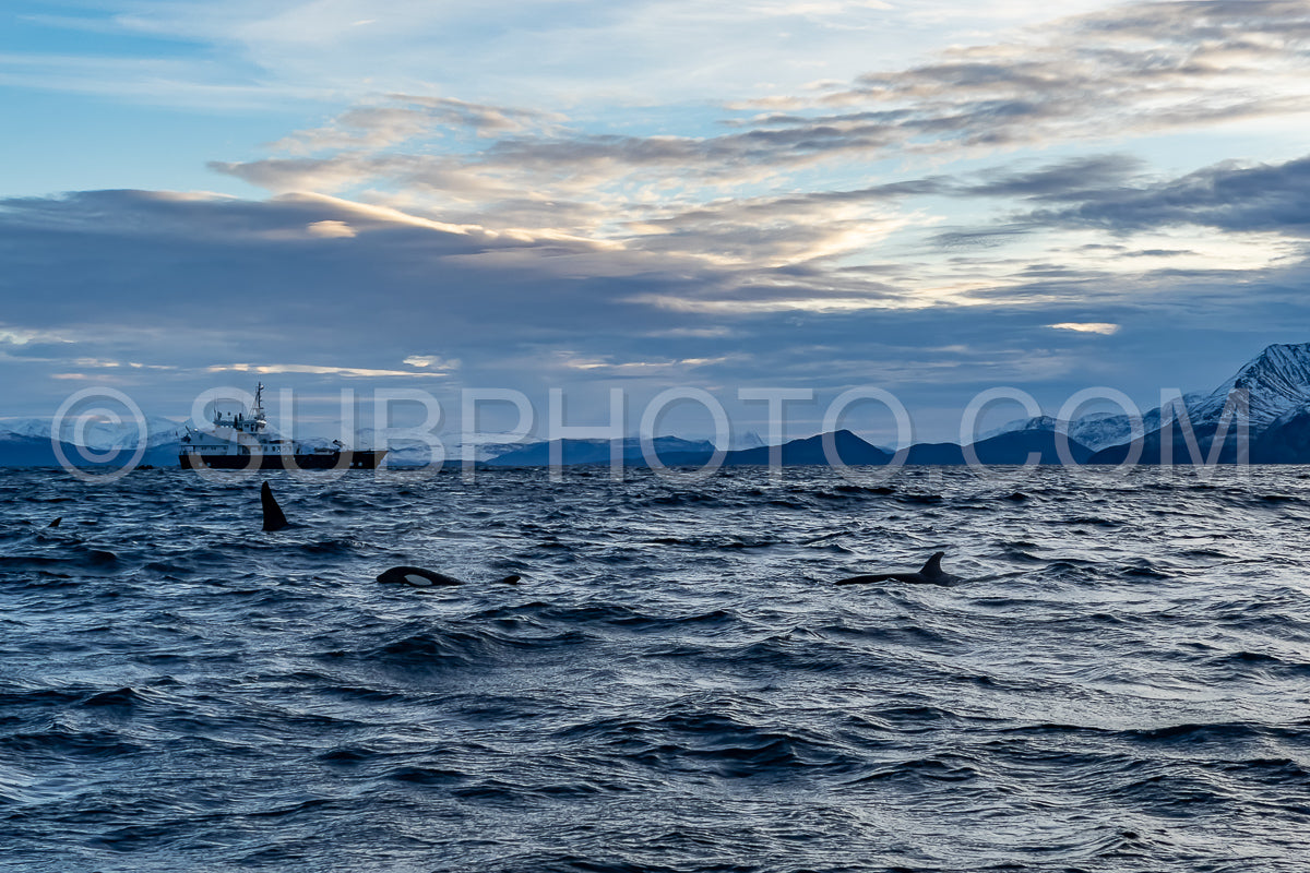 orcas or killer whales in Kvænangen fjord in Norway hunting for herrings