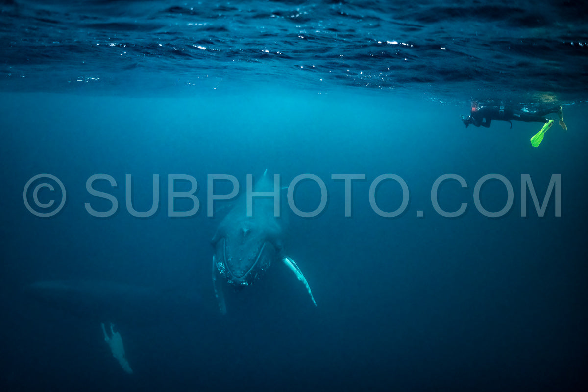 humpback whales in Kvænangen fjord in Norway hunting for herrings
