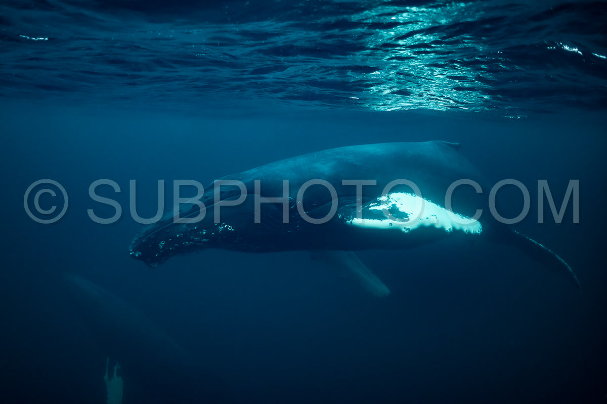 Photo de Baleines à bosse dans le fjord de Kvaenangen en Norvège chassant des harengs