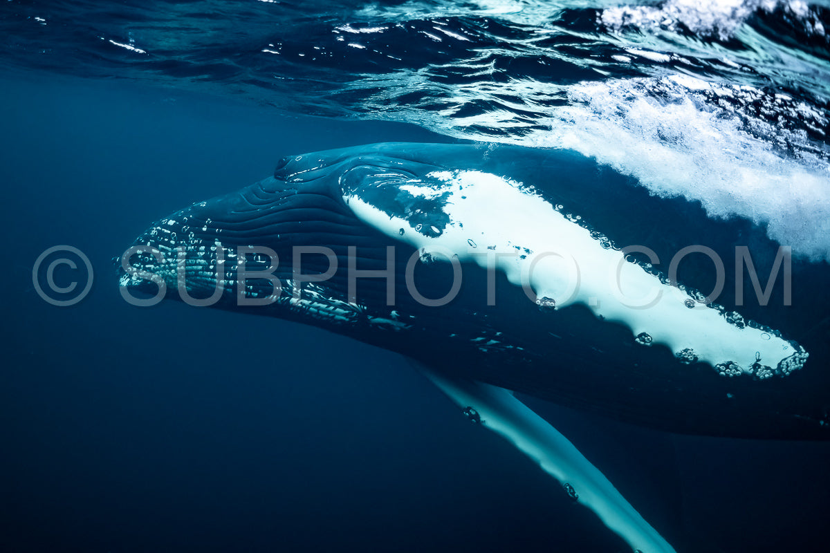 Photo de Baleines à bosse dans le fjord de Kvaenangen en Norvège chassant des harengs