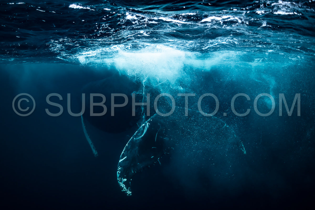 Photo de Baleines à bosse dans le fjord de Kvaenangen en Norvège chassant des harengs