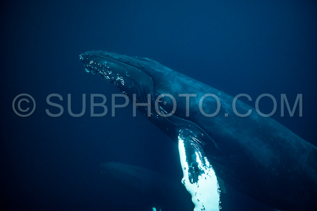 humpback whales in Kvænangen fjord in Norway hunting for herrings
