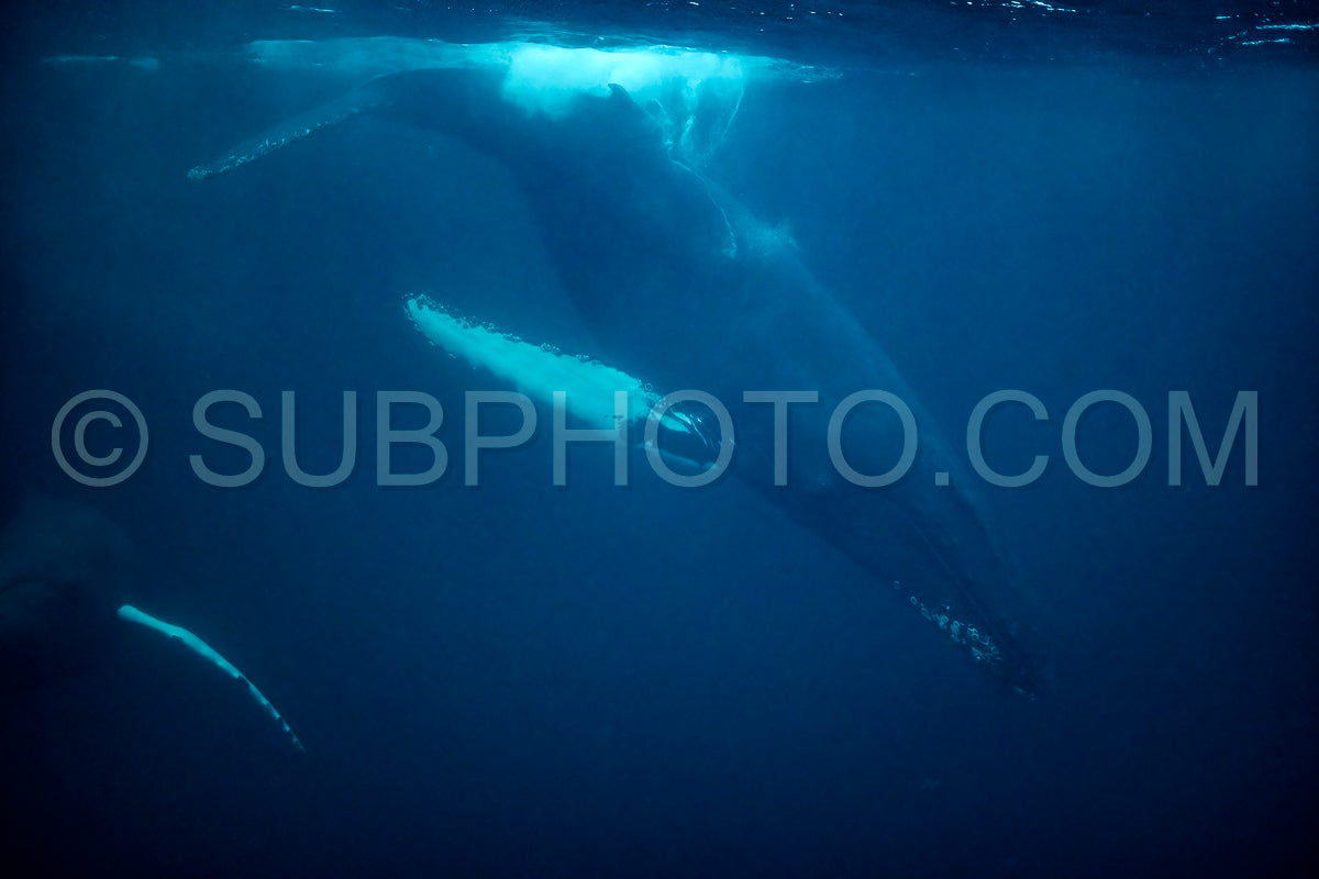 humpback whales in Kvænangen fjord in Norway hunting for herrings