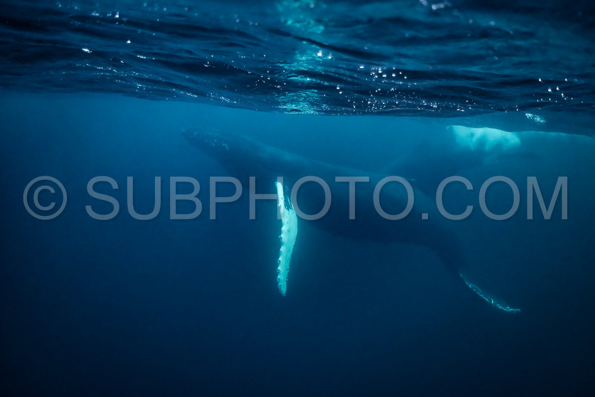 humpback whales in Kvænangen fjord in Norway hunting for herrings