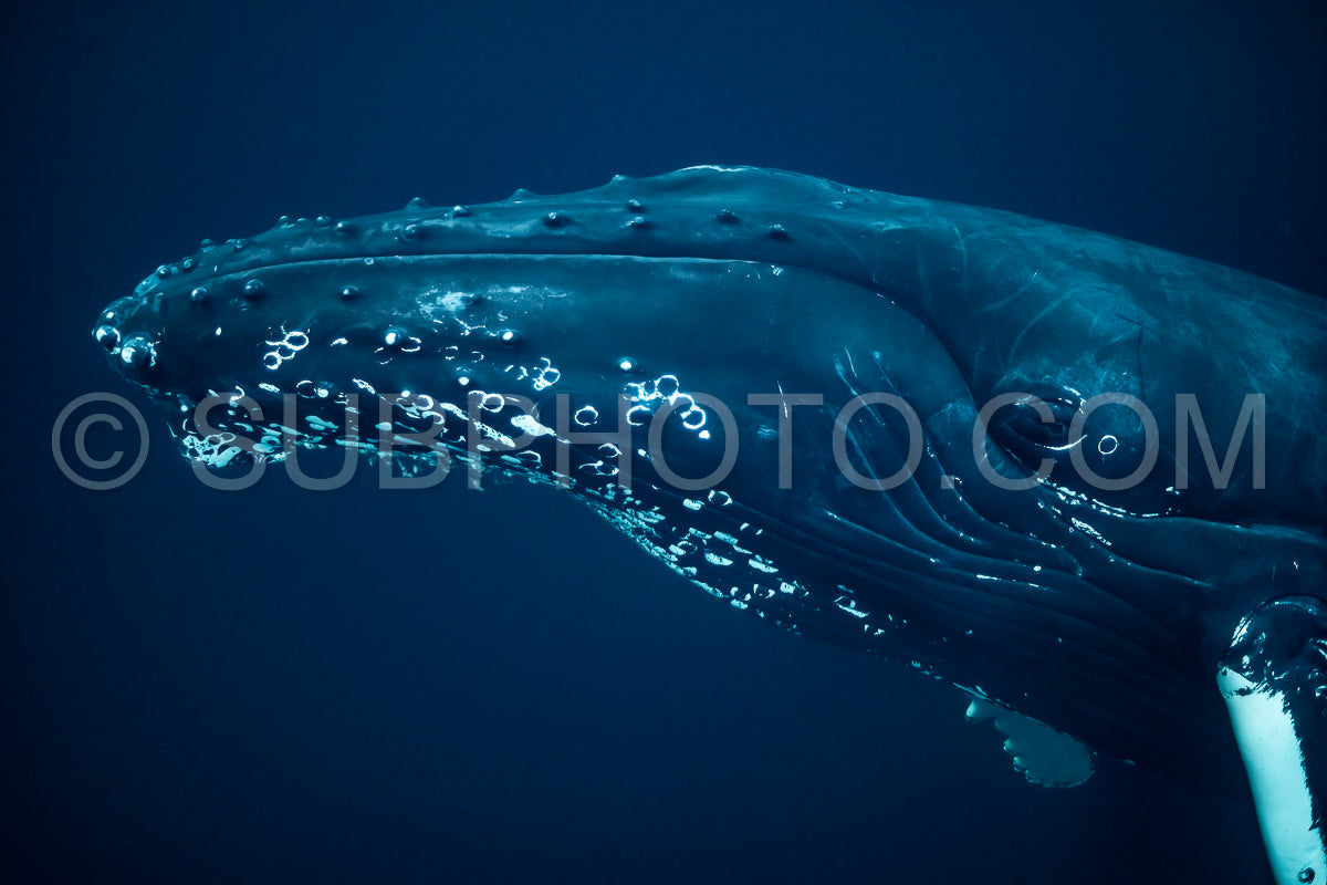 Photo de Baleines à bosse dans le fjord de Kvaenangen en Norvège chassant des harengs