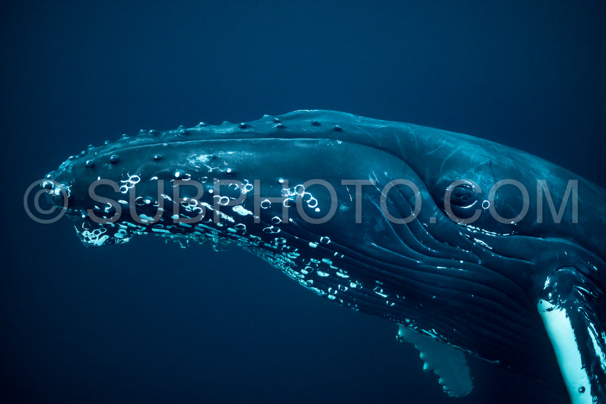 Photo de Baleines à bosse dans le fjord de Kvaenangen en Norvège chassant des harengs
