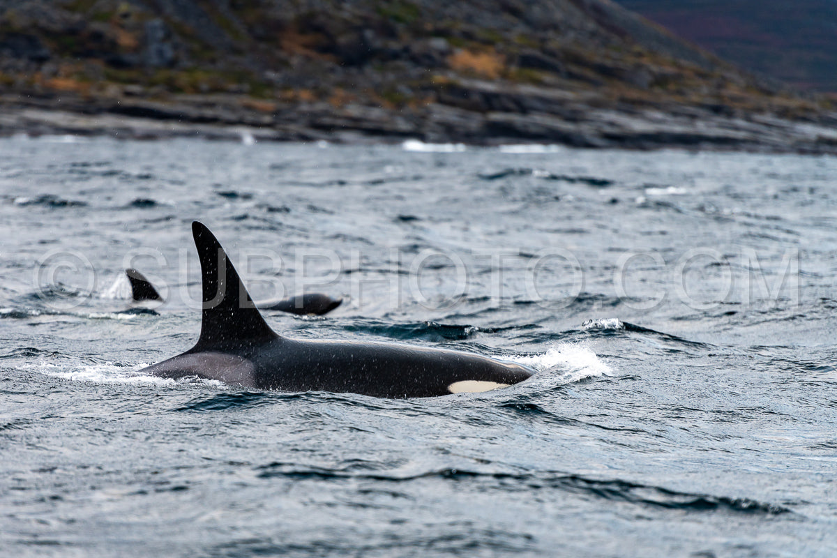 orcas or killer whales in Kvænangen fjord in Norway hunting for herrings