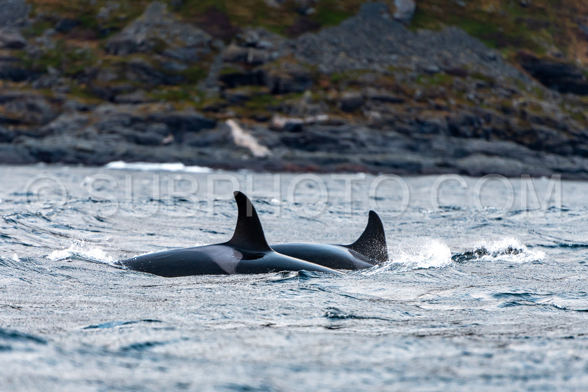 orcas or killer whales in Kvænangen fjord in Norway hunting for herrings